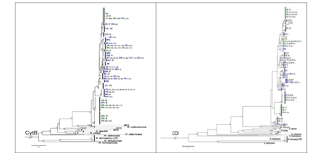 MtDNA cytb, COI 유전자 분석에 의한 각각의 제주도롱뇽 ML haplotype 계통수