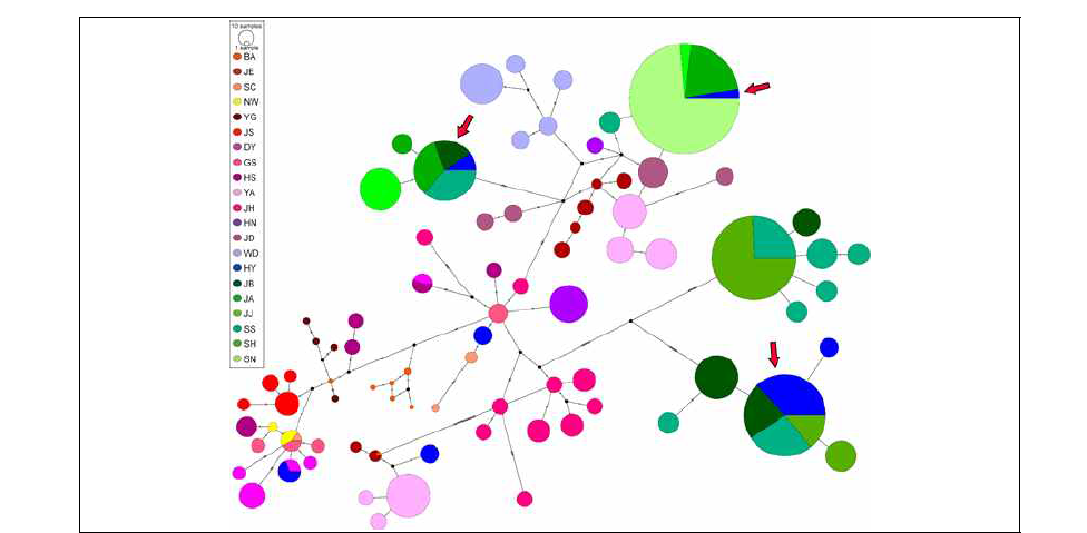 제주도롱뇽의 mtDNA cyt b haplotype network