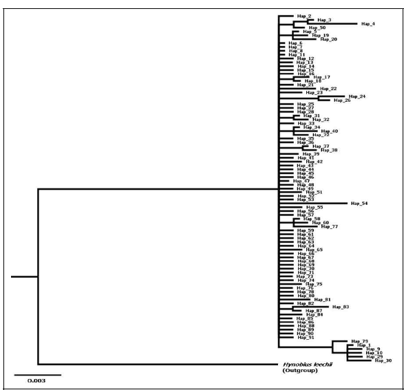 고리도롱뇽 23개 지역 326개체의 mtDNA cytohrome b 유전자에 대한 haplotype Bayesian tree