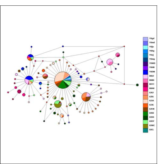 고리도롱뇽 mtDNA cytohrome b 유전자에 대한 network tree