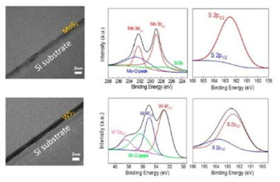 MoS2, WS2 단면 TEM 이미지와 성분 분석 결과