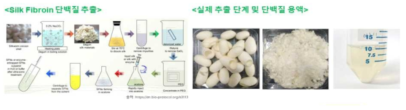 Silk fibroin 단백질 추출 및 solution 준비