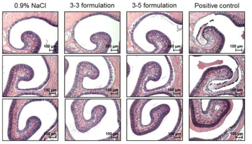 Photomicrographs of nasal cavities of mice nasally administrated one times a day for 10 days with PTD-based formulations. Saline was used as a negative control. Five% w/v sodium taurodeoxycholate was used as a positive control