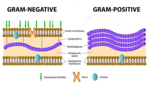 그람음성균 및 그람양성균의 세포벽의 구조