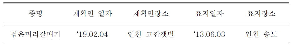 국내에서 재관찰된 국내 부착 검은머리갈매기 컬러플랙