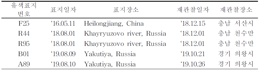 국내에서 재관찰된 국외 부착 큰기러기 유색표지