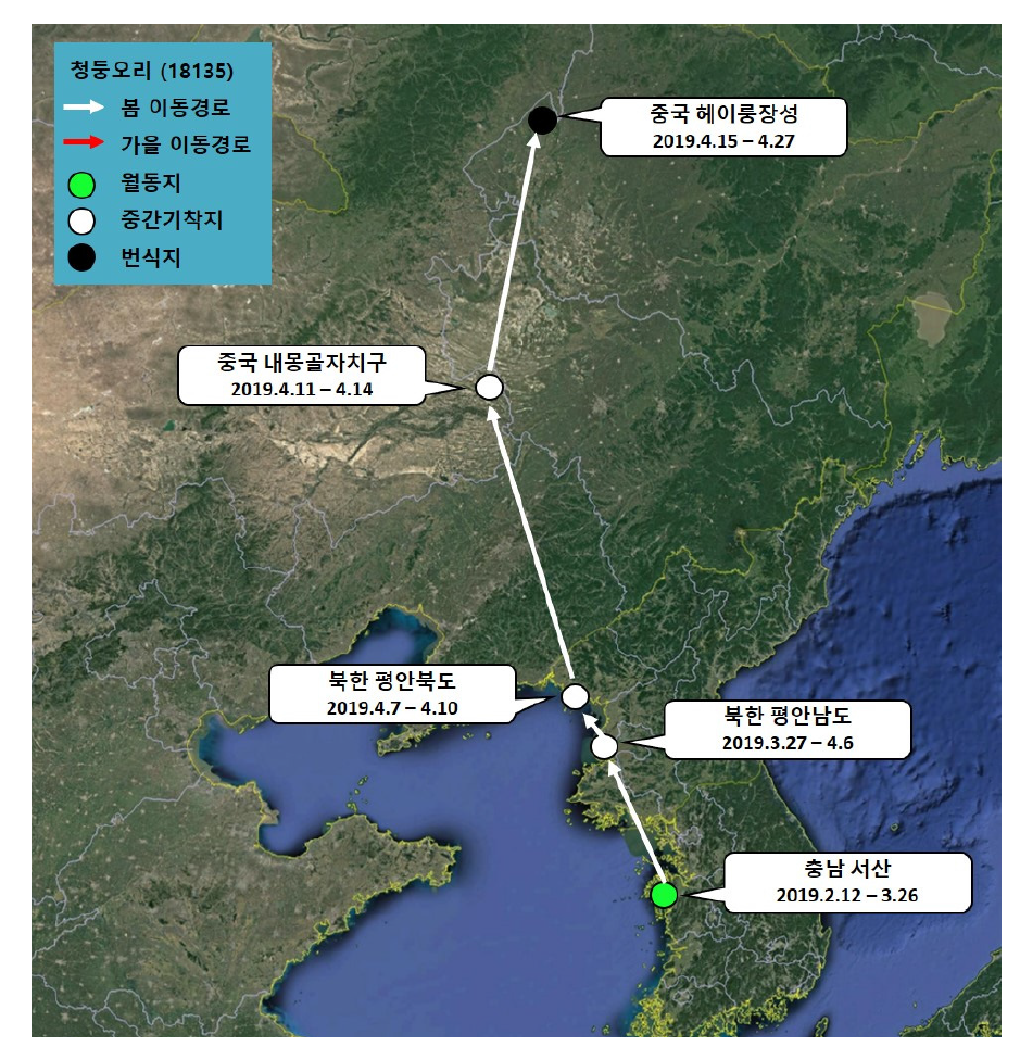 청둥오리(ID 18135)의 이동경로(‘19.2.12 - ‘19.4.27)