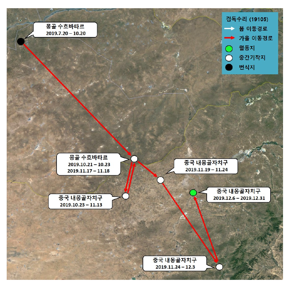검독수리(ID 19105)의 이동경로(‘19.7.20 - ‘19.12.31)