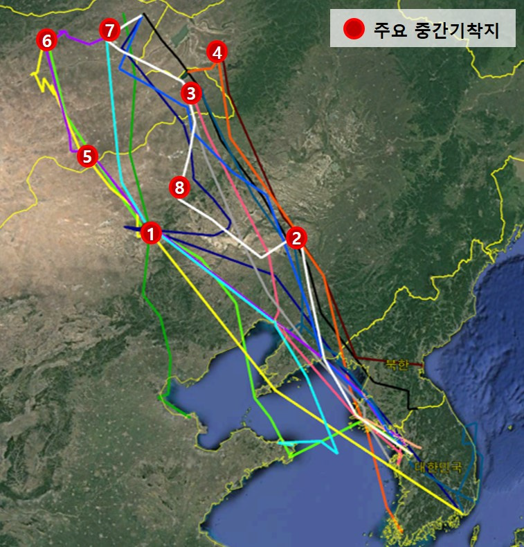 큰고니 개체별 가을 이동경로와 주요 중간기착지