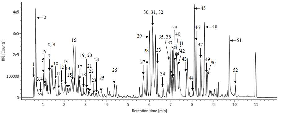 소주술덧의 UHPLC-Q-TOF를 이용한 chromatogram