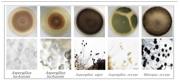 현미경을 이용한 곰팡이균주의 morphology