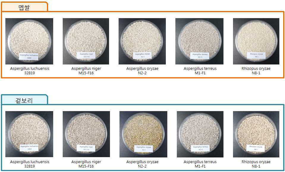 선발 균주 적용 원료 멥쌀, 겉보리 발효제