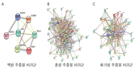 고려인삼, 화기삼 추출물 처리에 의한 단백질-단백질 작용 네트워크 (String분석법)