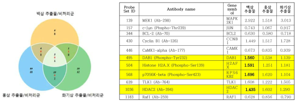 백삼, 홍삼, 화기삼 추출물 처리에 의한 인산화 단백질 분석