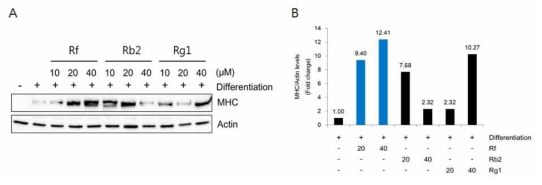 Ginsenoside Rf, Rb2, Rg1처리에 의한 MHC단백질 발현