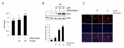 Ginsenoside Rf 처리에 의한 C2C12 세포내 MHC 영향 확인