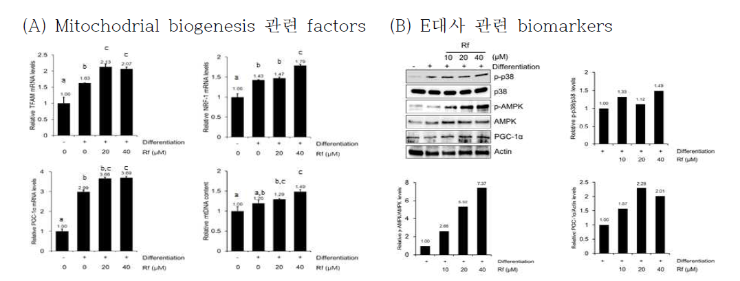 Ginsenoside Rf 처리에 의한 C2C12 세포내 biomarkers에 대한 영향