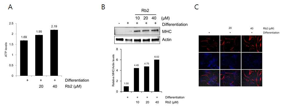 Ginsenoside Rb2 처리에 의한 C2C12 세포내 MHC에 대한 영향 확인