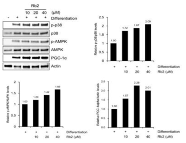 Ginsenoside Rb2 처리에 의한 C2C12 세포내 E대사 관련 biomarker 확인