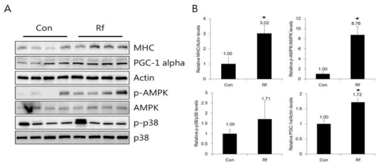 Ginsenoside Rf 섭취에 의한 근육 조직 내 E 대사 관련 biomarker