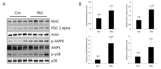 Ginsenoside Rb2 섭취에 의한 근육 조직 내 E 대사 관련 biomarker 확인