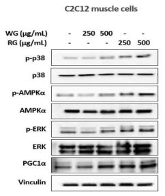 C2C12 근육세포에서 백삼 (WG)과 홍삼 (RG)에 의한 신호전달 변화