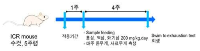 동물실험 모델