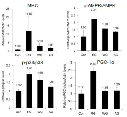 추출물 섭취에 의한 근육 조직 내 E 대사 관련 biomarker 확인