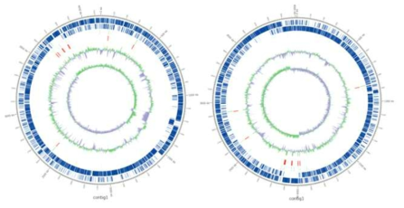 WHS map of B. amyloliquefaciens (BA, left)와 B. subtilis (BS, right) screened in this study