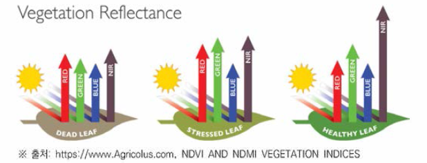 생육 상태에 따른 태양광 반사 특성