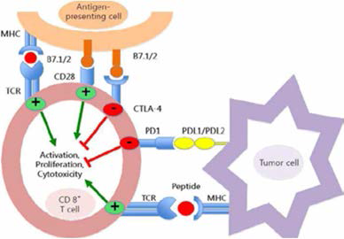 면역관문억제제(Immune Checkpoint Inhibitor) 〈출처: 면역항암제(Cancer lmmunotherapy)(1), 약학정보원, 최병철〉 ※우리 몸의 면역체계는 과도한 면역반응을 억제하기 위한 면역관문억제 기전을 가지고 있는데 CTLA-4, PD-1 는 T세포의 활성을 제어하는 역할을 하고 있는 수용체(단백질)임 ※PD-L1은 PD-1 에 결합하는 리간드로 PD-1와 결합하여 T세포 활성을 저해하는 역할을 하므로 암세포가 면역 반응 히피를 위해 표면에 설치해 둠