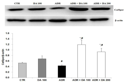 Adriamycin 투여후 MOTILIPERM 섭취에 따른 고환에서의 CatSper protein 발현 변화