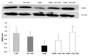 Adriamycin 투여후 MOTILIPERM 섭취에 따른 고환에서의 StAR protein 발현 변화