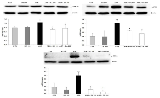 Adriamycin 투여후 MOTILIPERM 섭취에 따른 고환에서의 ER-stress 기전 관련 protein 발현 변화