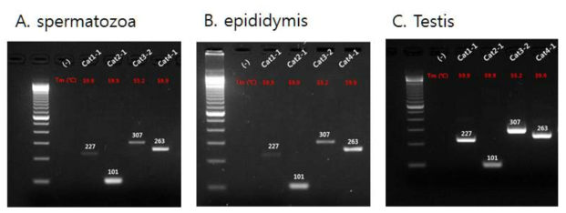 정자 (spermatozoa) 및 고환 (testis)과 부고환 (epididymis) 조직에서 CatSper 이온통로의 mRNA 발현 확인 cat: CatSper, CatSper 1: 227 bP, CatSper 2: 101 bP, CatSper 3: 37 bP, CatSper 4: 263 bP