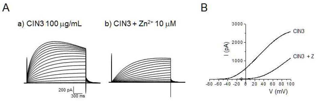 Zn2+ 가 CINthera-3에 의한 Hv1 이온통로 활성효과에 미치는 영향