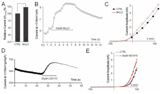세포 내 알칼리 및 K+ 활성제가 rSlo1 활성에 미치는 영향 10 mM NH4Cl (A, B), 30 uM LDD175 (C) and 50 uM NS1619 (D)