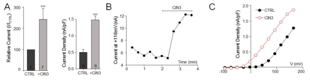 Calmodulin 저해제 Calmidazolium이 CINthera-3에 의한 rSlo1 활성에 미치는 영향