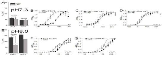세포 내 칼슘농도가 CINThera-3에 의한 rSlo1 활성에 미치는 영향