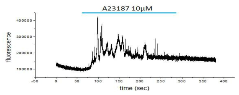 단일세포 수준에서 A23187에 의한 마우스 정자 내 칼슘 농도 변화 확인