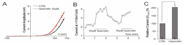단일물질 Quercetin이 rSlo1 활성에 미치는 영향