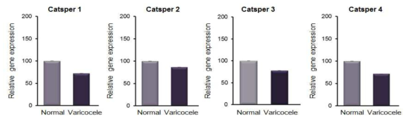 정계정맥류 백서의 고환조직에서 CatSper 유전자의 발현양상