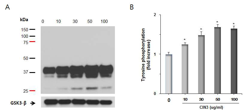 돼지 정자에서 CINthera-3에 의한 타이로신 인산화 단백질의 발현변화