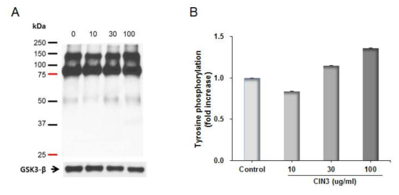 사람 정자에서 CIN3에 의한 타이로신 인산화 단백질의 발현변화