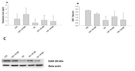 Ciplatin 투여후 MOTILIPERM 섭취에 따른 testosterone 수치 및 StAR protein 발현 변화