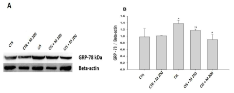 Ciplatin 투여후 MOTILIPERM 섭취에 따른 고환에서의 GRP-78 protein 발현 변화