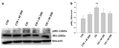 Ciplatin 투여후 MOTILIPERM 섭취에 따른 고환에서의 pIRE1 protein 발현 변화