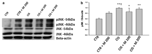 Ciplatin 투여후 MOTILIPERM 섭취에 따른 고환에서의 pJNK protein 발현 변화