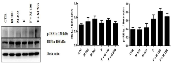 Finasteride 단기 투여후 MOTILIPERM 섭취에 따른 고환에서의 p-IRE1α protein 발현 변화