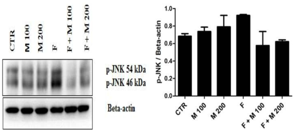 Finasteride 단기 투여후 MOTILIPERM 섭취에 따른 고환에서의 p-JNK protein 발현 변화